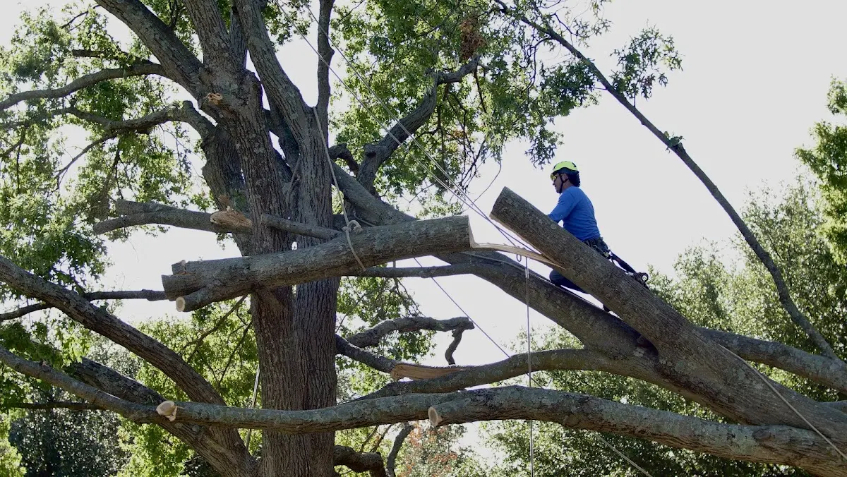 Professional Crown Thinning performed by certified arborists in Shell