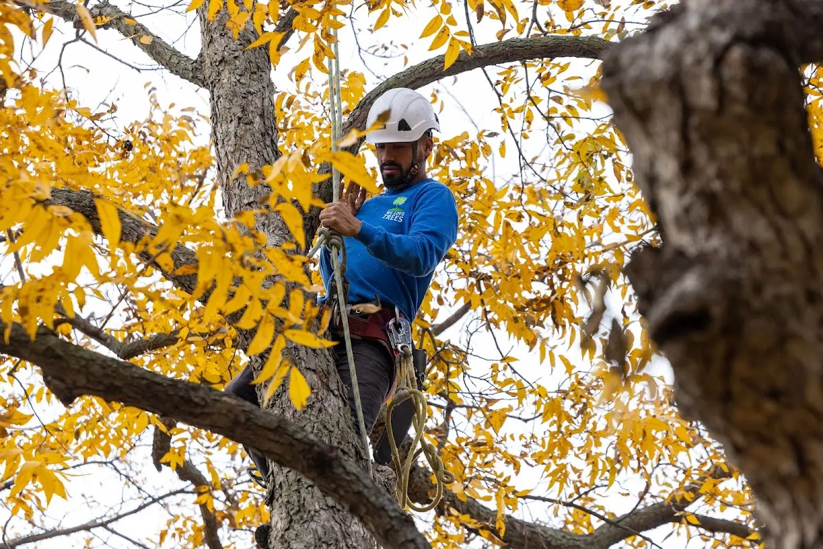 Skilled Storm Damage Cleanup crew working in Shell